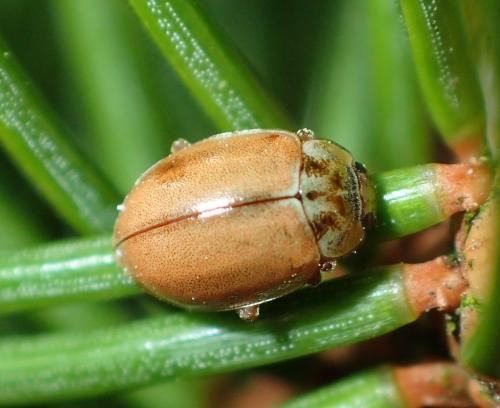Aphidecta obliterata